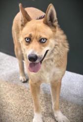 Shelter Stray Unknown Dog last seen , 3201 Lacy St, Los Angeles, CA 90031, USA