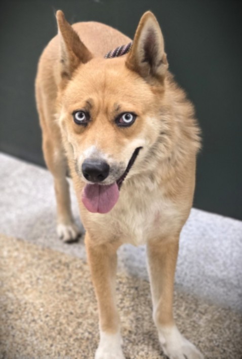 Shelter Stray Unknown Dog last seen , 3201 Lacy St, Los Angeles, CA 90031, USA