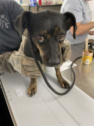 Shelter Stray Male Dog last seen KILDARE, 1601 Airport Rd, Shelby, NC 28150, USA