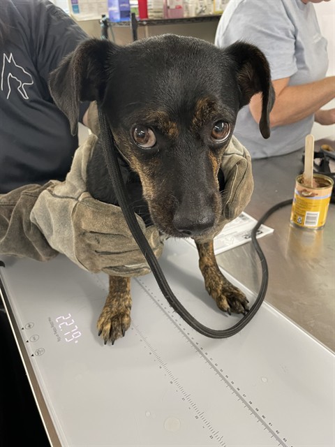 Shelter Stray Male Dog last seen KILDARE, 1601 Airport Rd, Shelby, NC 28150, USA