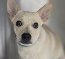 Shelter Stray Male Dog last seen , 3201 Lacy St, Los Angeles, CA 90031, USA