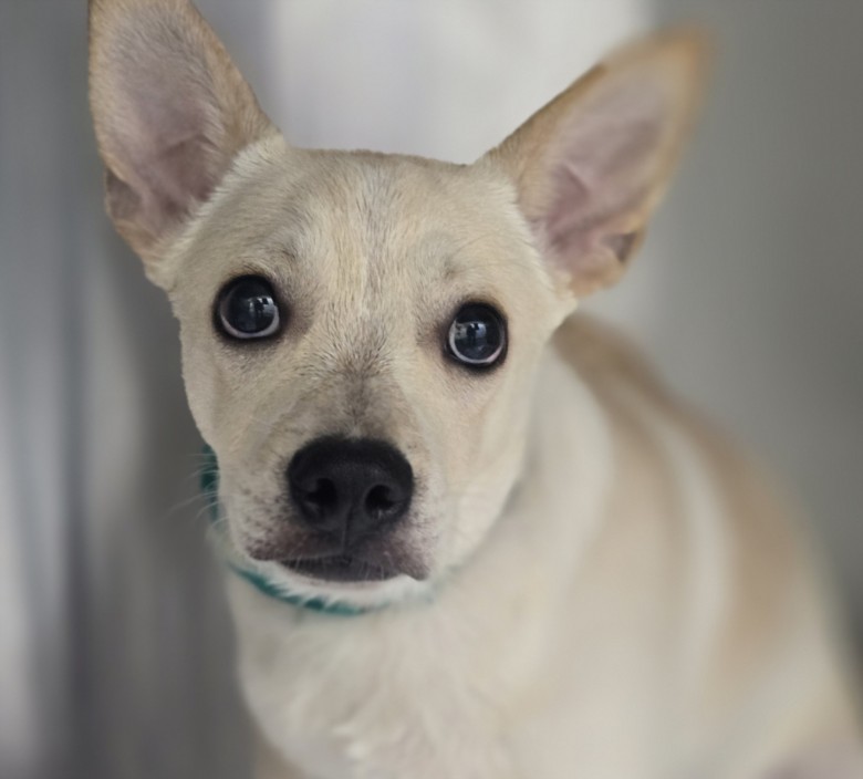 Shelter Stray Male Dog last seen , 3201 Lacy St, Los Angeles, CA 90031, USA