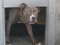 Shelter Stray Male Dog last seen , 11361 W Pico Blvd, Los Angeles, CA 90064, USA