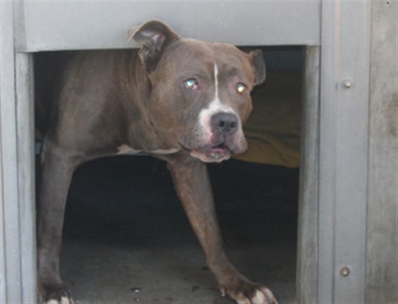 Shelter Stray Male Dog last seen , 11361 W Pico Blvd, Los Angeles, CA 90064, USA