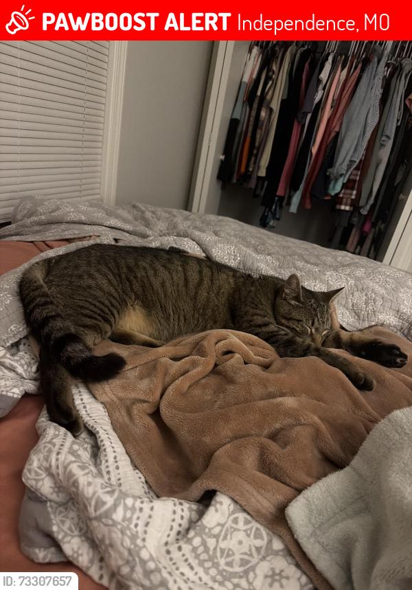 Lost Male Cat last seen 23rd street and Ellison Way behind Price Chopper, Independence, MO 64050