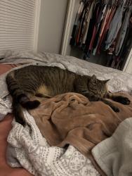 Lost Male Cat last seen 23rd street and Ellison Way behind Price Chopper, Independence, MO 64050