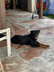 Shelter Stray Male Dog last seen Near BLOCK NW 46TH AVE, 3599 NW 79th Ave, Doral, FL 33122, USA