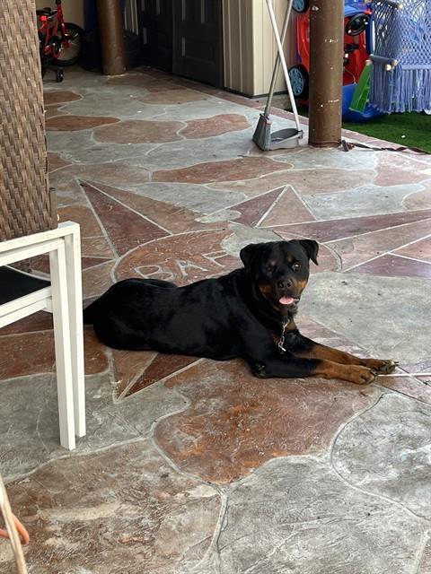 Shelter Stray Male Dog last seen Near BLOCK NW 46TH AVE, 3599 NW 79th Ave, Doral, FL 33122, USA