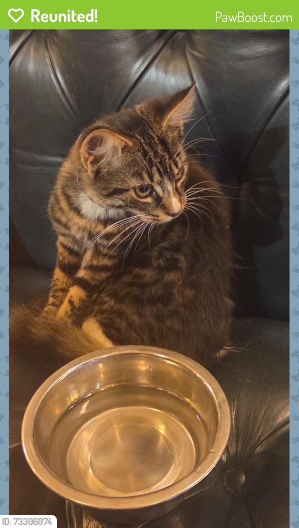 Reunited Unknown Cat last seen The constitution pub, Greater London, England 
