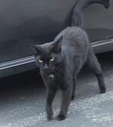Found/Stray Male Cat last seen Belmont and 200 E, Salt Lake City, UT 84111