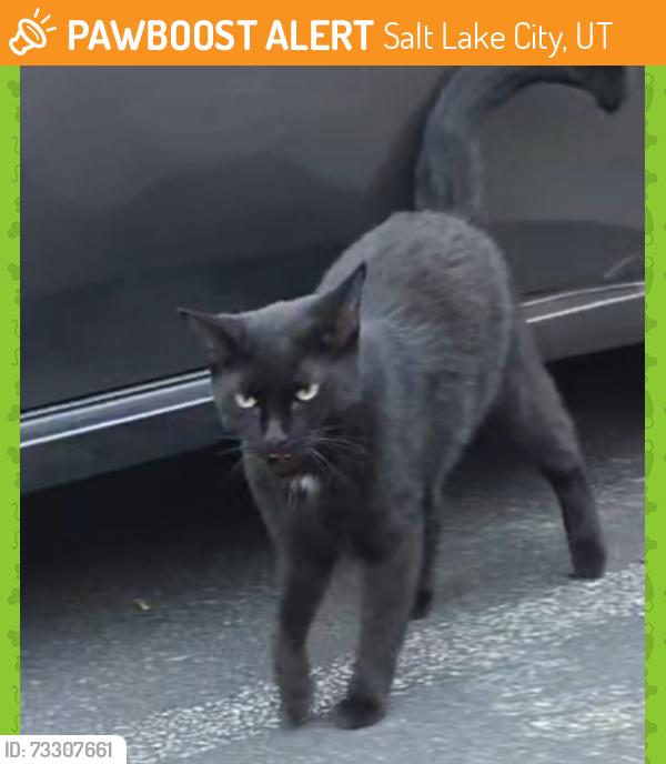 Found/Stray Male Cat last seen Belmont and 200 E, Salt Lake City, UT 84111
