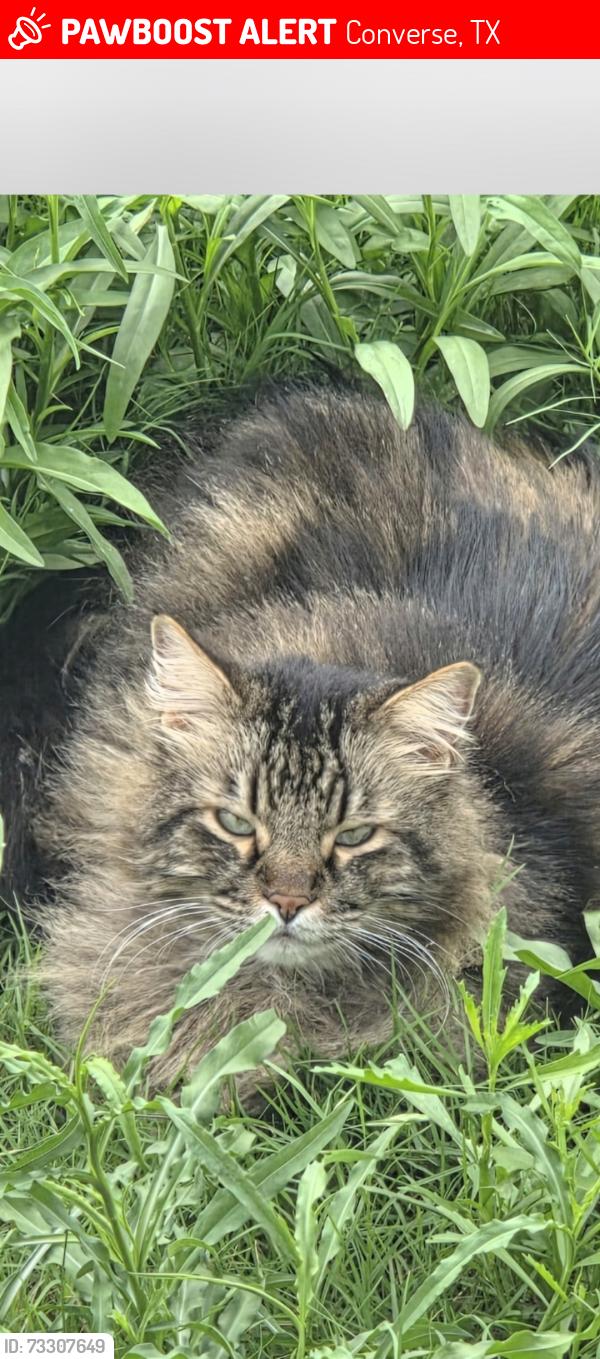 Lost Male Cat last seen Hwy 10, Converse, TX 78109