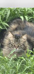 Lost Male Cat last seen Hwy 10, Converse, TX 78109