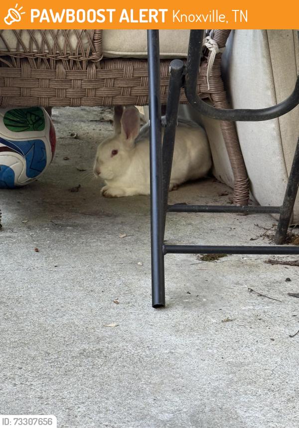 Found/Stray Unknown Rabbit last seen Wilson Road, Knoxville, TN 37917