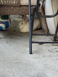 Found/Stray Unknown Rabbit last seen Wilson Road, Knoxville, TN 37917