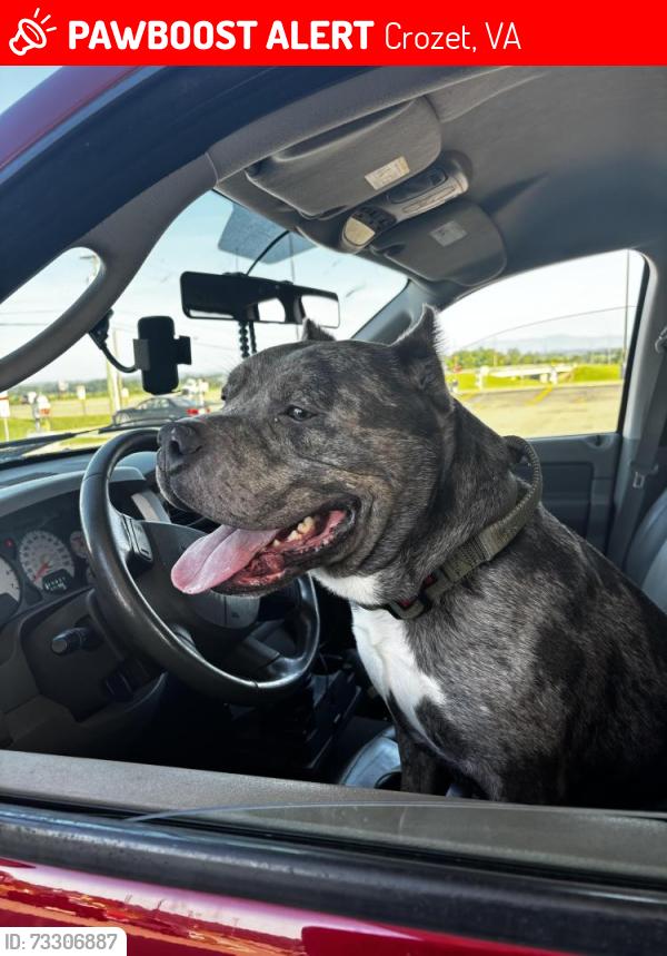 Lost Male Dog last seen I-64, Crozet, VA, Crozet, VA 22932