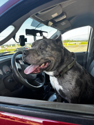 Lost Male Dog last seen I-64, Crozet, VA, Crozet, VA 22932