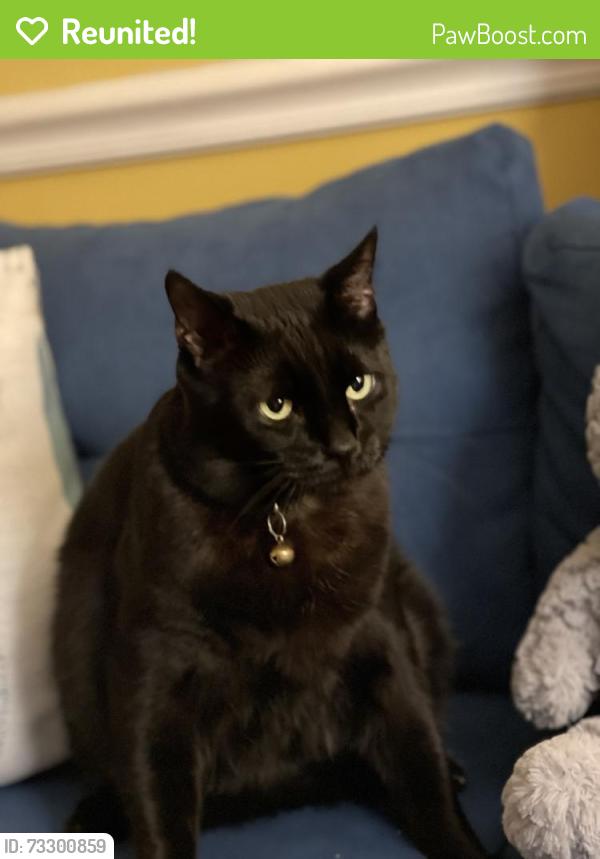 Reunited Male Cat last seen Ridgeview Middle School, Gaithersburg, MD 20878