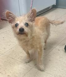 Reunited Male Dog last seen Clinton between Congress and Isabel, Saint Paul, MN 55107