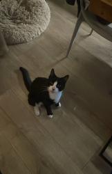 Lost Male Cat last seen Camp school and camp park. I’ve mostly seen him out on camp road, Hertfordshire, England 
