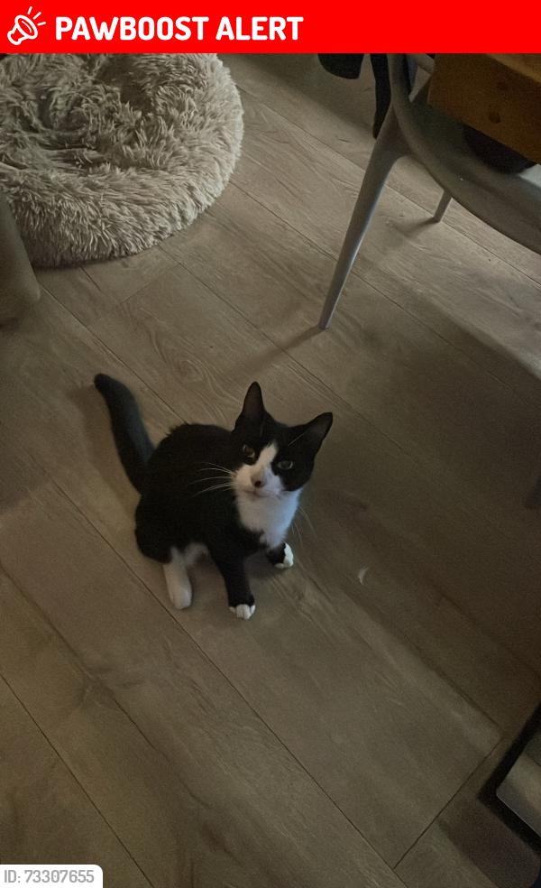 Lost Male Cat last seen Camp school and camp park. I’ve mostly seen him out on camp road, Hertfordshire, England 
