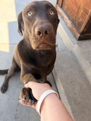 Reunited Male Dog last seen 207th and Norwalk blvd, Lakewood, CA 90715