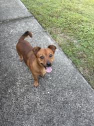 Found/Stray Unknown Dog last seen Southern park drive, Woodville, FL 32305