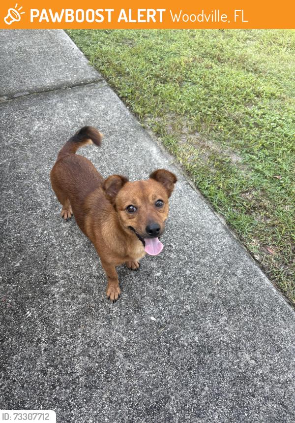 Found/Stray Unknown Dog last seen Southern park drive, Woodville, FL 32305