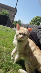 Reunited Male Cat last seen Raeburn Rigg, Deans Road, and farmer feilds around dechmount area, West Lothian, Scotland EH54 8PH