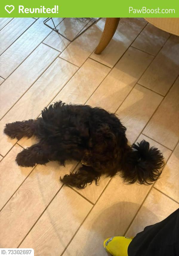 Reunited Male Dog last seen Brookhaven apmts, Memphis, TN 38115