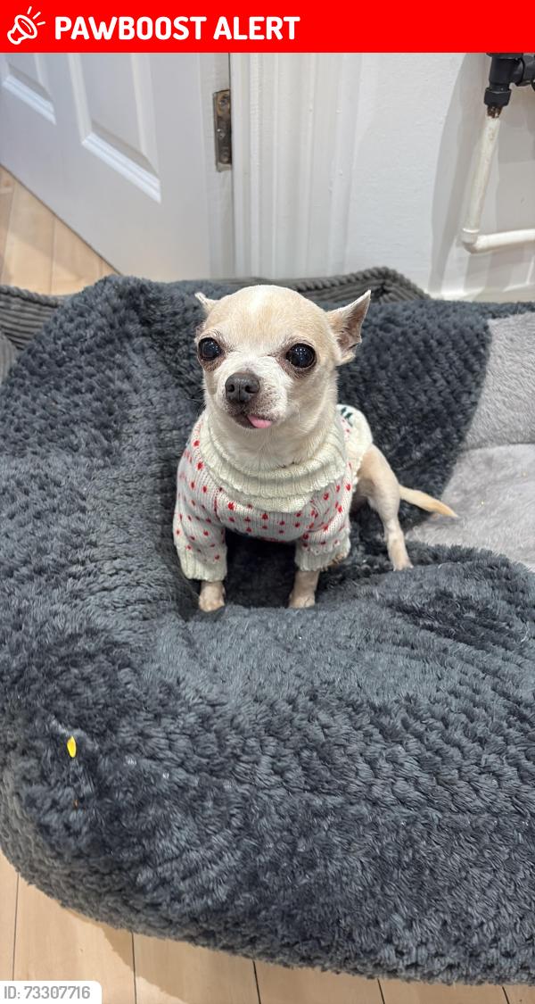 Lost Female Dog last seen Rise road, Sunningdale, England 
