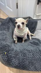 Lost Female Dog last seen Rise road, Sunningdale, England 
