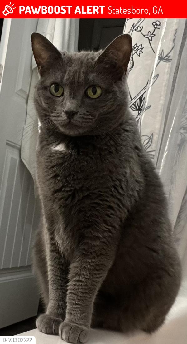 Lost Female Cat last seen Fair Road, EGRMC, Wildwood Drive, Statesboro, GA 30458