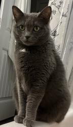Lost Female Cat last seen Fair Road, EGRMC, Wildwood Drive, Statesboro, GA 30458