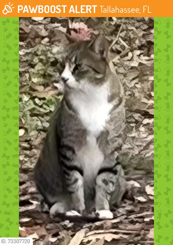 Found/Stray Unknown Cat last seen Publix CCNW at North Monroe, Tallahassee, FL 32303