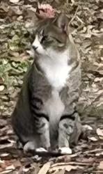 Found/Stray Unknown Cat last seen Publix CCNW at North Monroe, Tallahassee, FL 32303