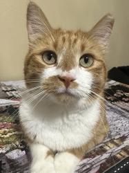 Reunited Female Cat last seen Oquirrh Shadows Neighborhood, West Jordan, UT 84081