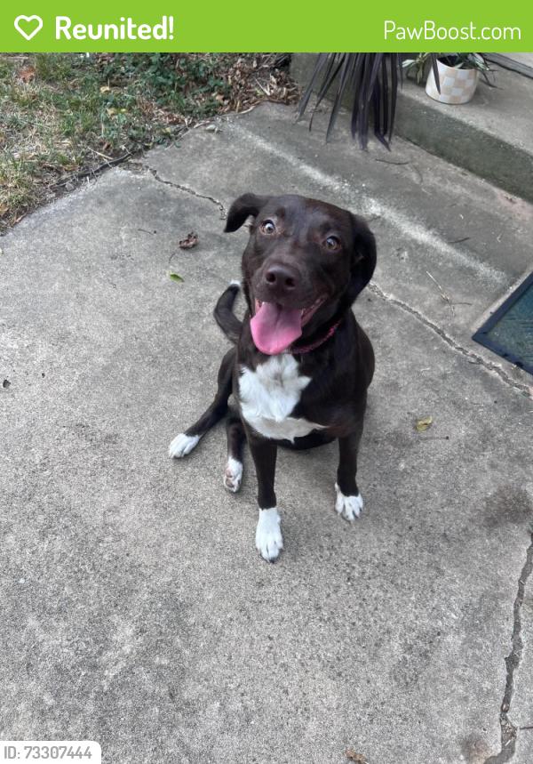 Reunited Female Dog last seen OU, Lindsey, Classen, Norman, OK 73071