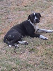 Found/Stray Male Dog last seen Ne 36th and Lincoln, Oklahoma City, OK 73141