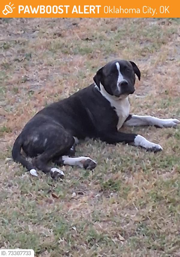 Found/Stray Male Dog last seen Ne 36th and Lincoln, Oklahoma City, OK 73141
