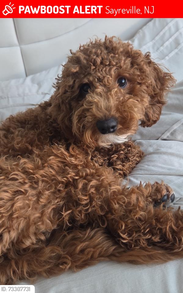 Lost Male Dog last seen Kimball dr and main st, Sayreville, NJ 08872