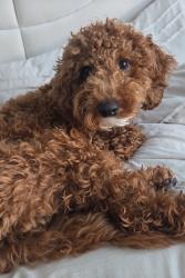 Lost Male Dog last seen Kimball dr and main st, Sayreville, NJ 08872
