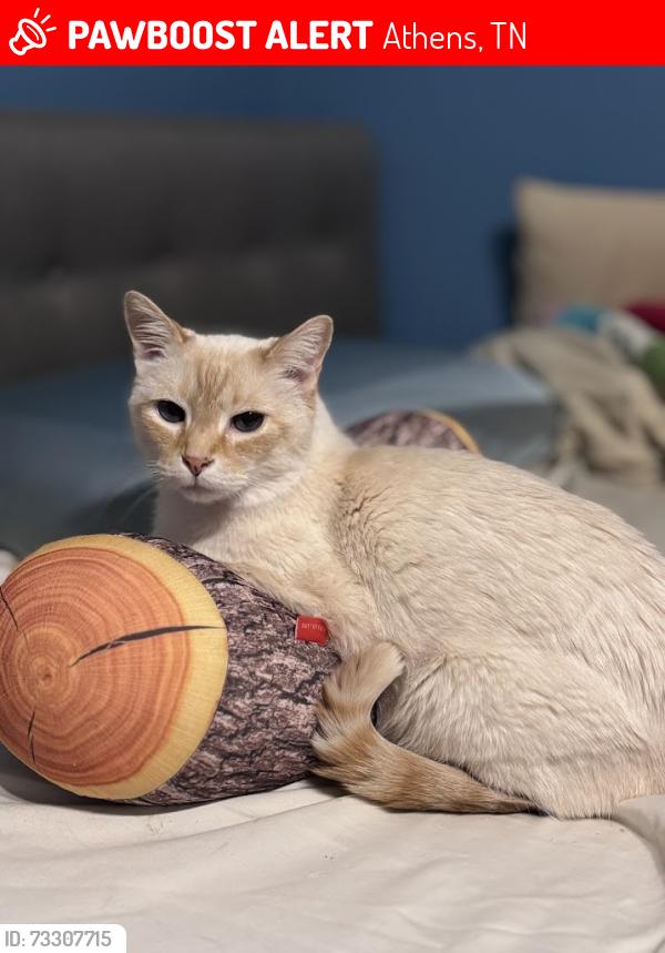 Lost Male Cat last seen Between Blount & Houston St - up the hill from Mayfield, Athens, TN 37303
