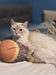 Lost Male Cat last seen Between Blount & Houston St - up the hill from Mayfield, Athens, TN 37303