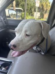 Found/Stray Male Dog last seen Lil 500, Maitland, FL 32751