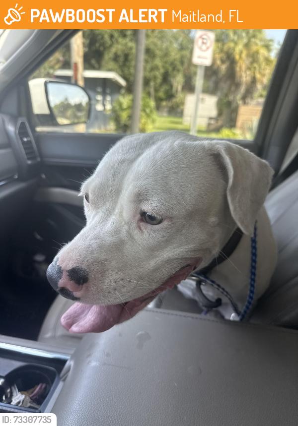 Found/Stray Male Dog last seen Lil 500, Maitland, FL 32751