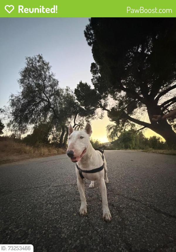 Reunited Female Dog last seen Lake vie, Los Angeles, CA 91342