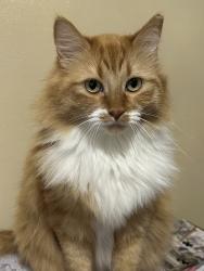 Reunited Female Cat last seen Oquirrh Shadows Neighborhood, West Jordan, UT 84081