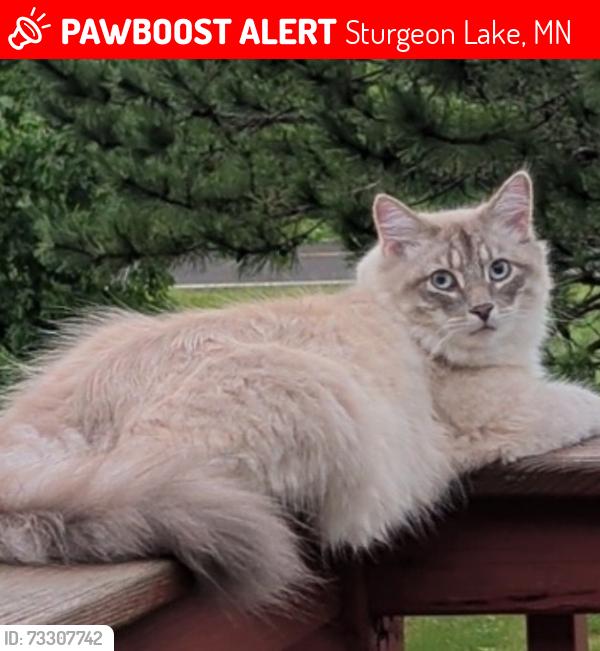 Lost Male Cat last seen Cedar and Green Leaf Rd, Sturgeon Lake, MN 55783