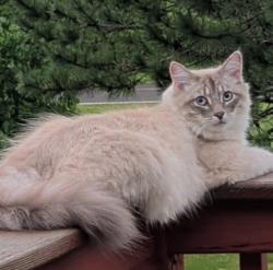 Lost Male Cat last seen Cedar and Green Leaf Rd, Sturgeon Lake, MN 55783